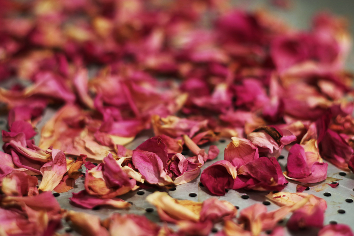 Drying Rose Petals 4 - Our Urban Farmstead